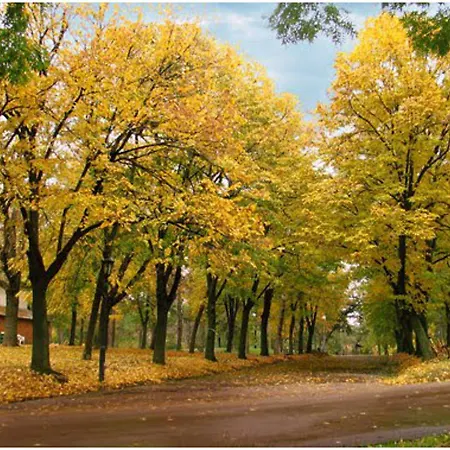 Blue New Yorker Ni