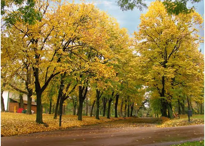 Blue New Yorker Ni